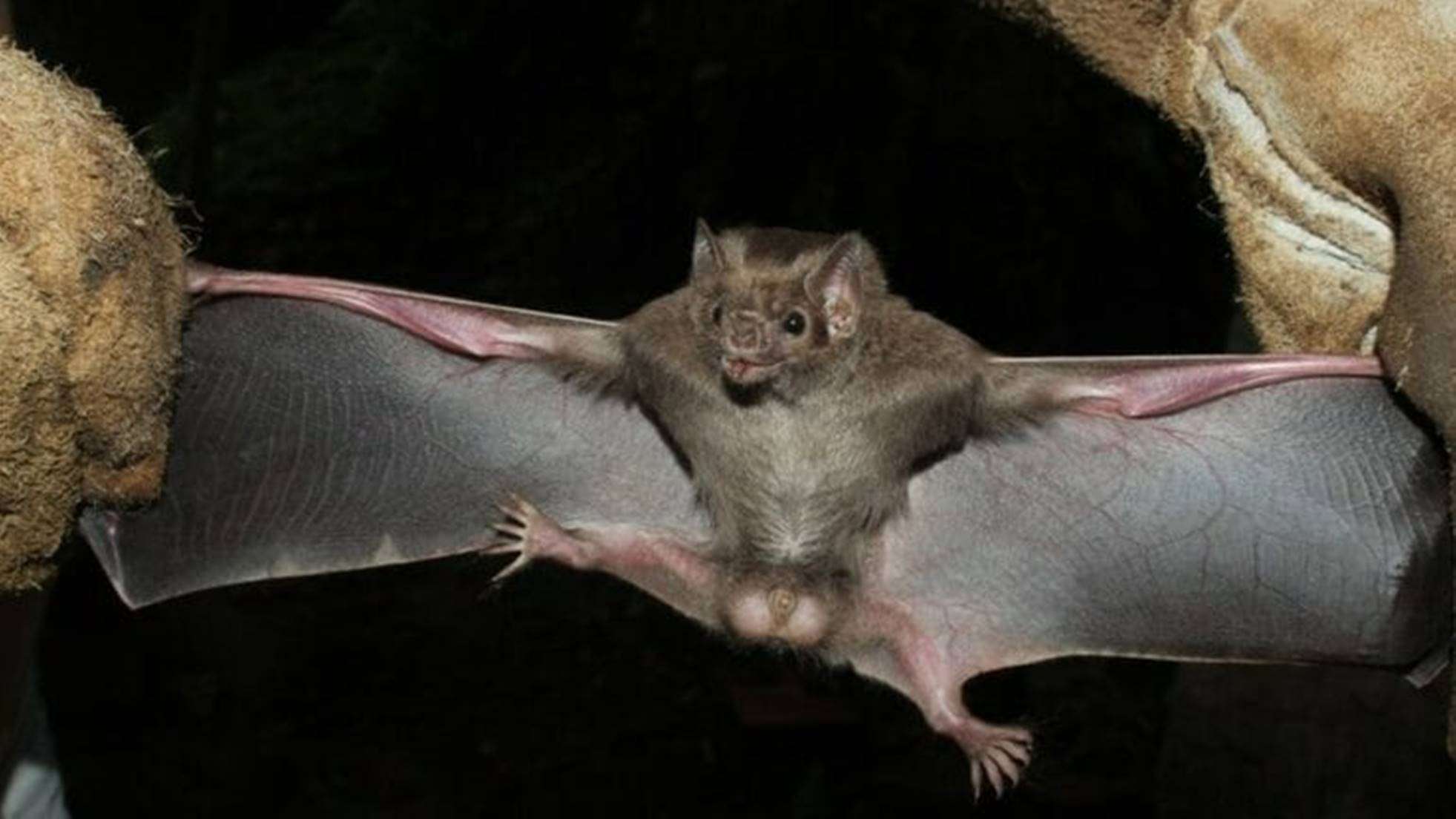 Conheça o morcego que se alimenta de sangue que apareceu pela 1ª vez no país