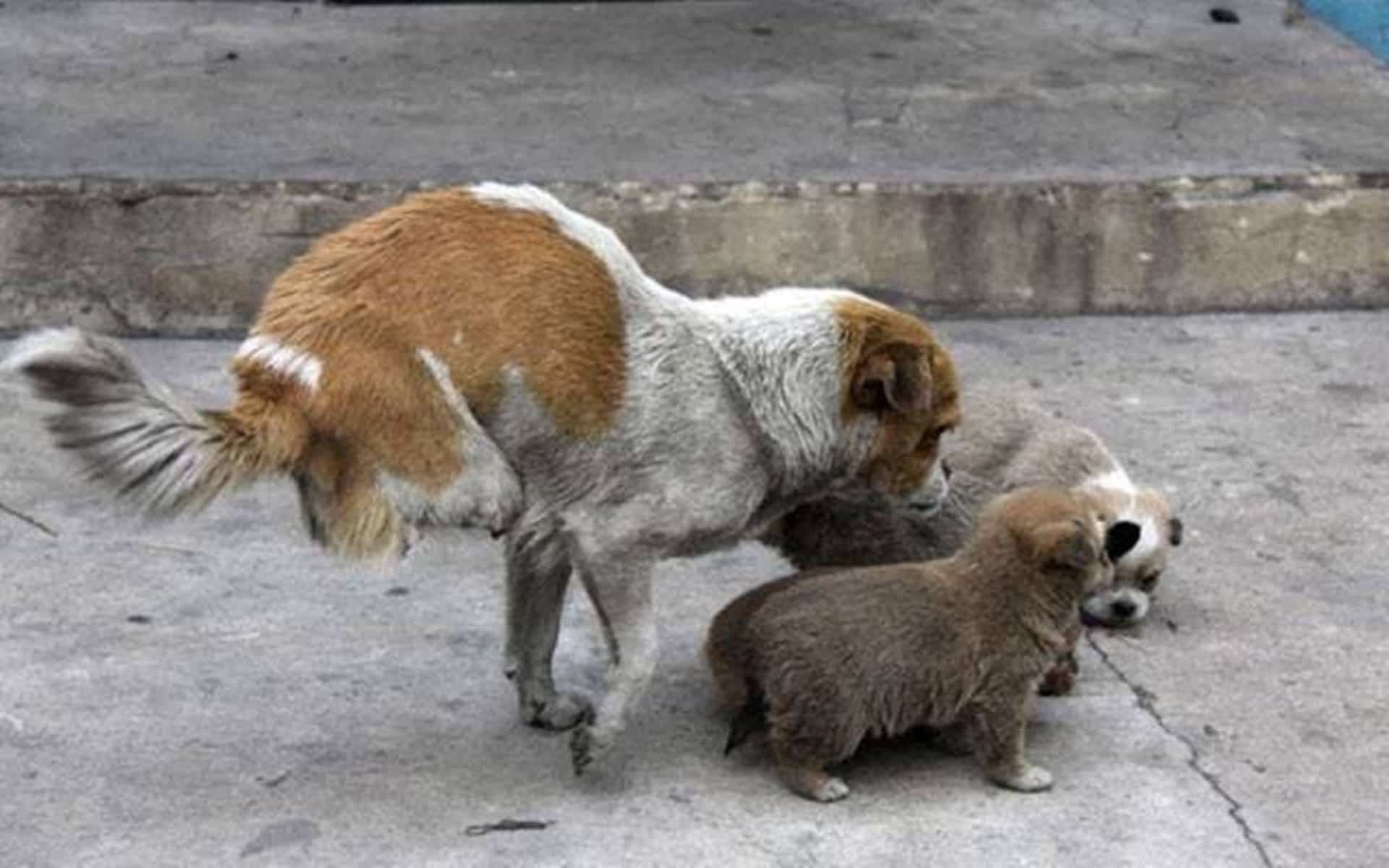 Cachorro com apenas duas pernas cuida e protege de todos seus filhotes