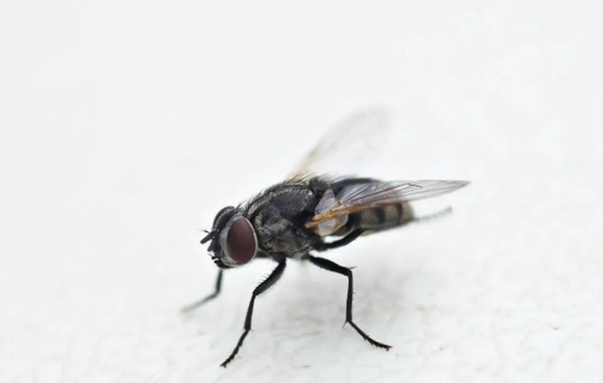 Dois truque infalíveis para manter moscas e mosquitos longe de sua cozinha