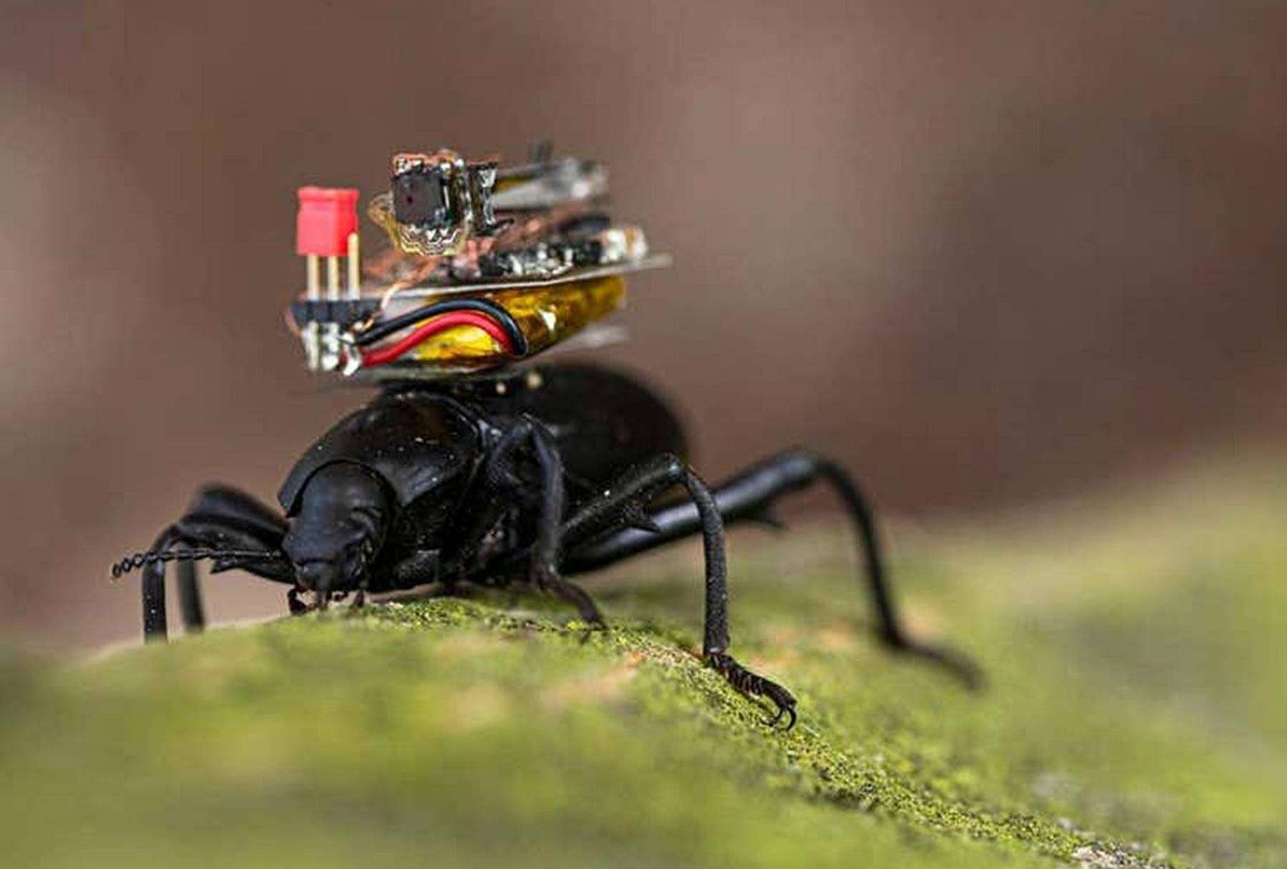 Esses besouros carregam uma câmera nas costas que envia imagem para um celular