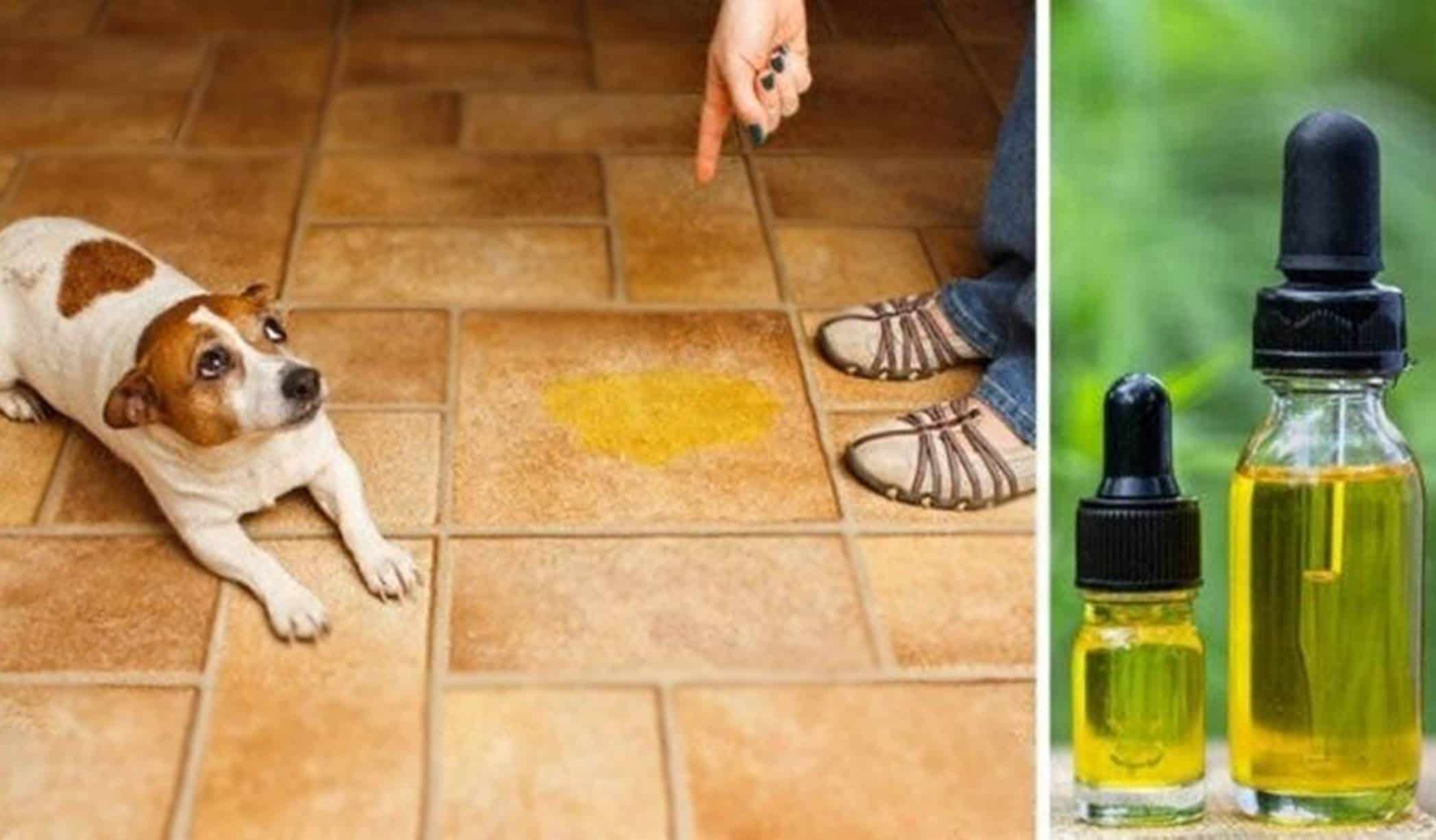 Como evitar que seu cão urine dentro de casa com um repelente caseiro 100% natural