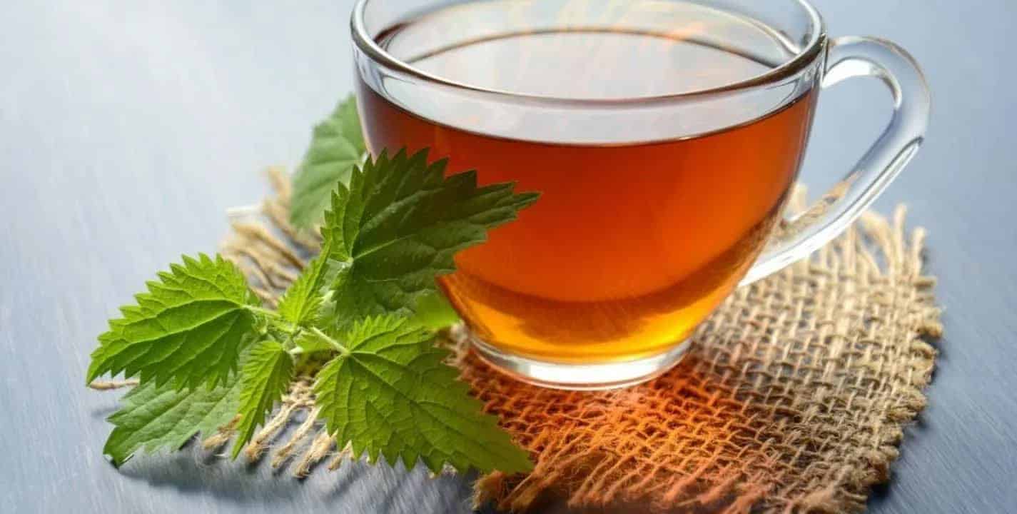 Estes são os incríveis benefícios para a saúde do chá de boldo