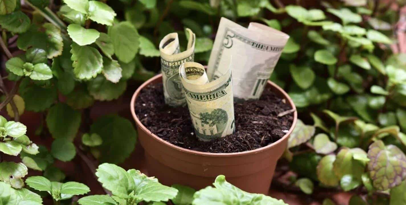 Atenção: conheça plantas para ter em sua casa que pode atrair muito dinheiro