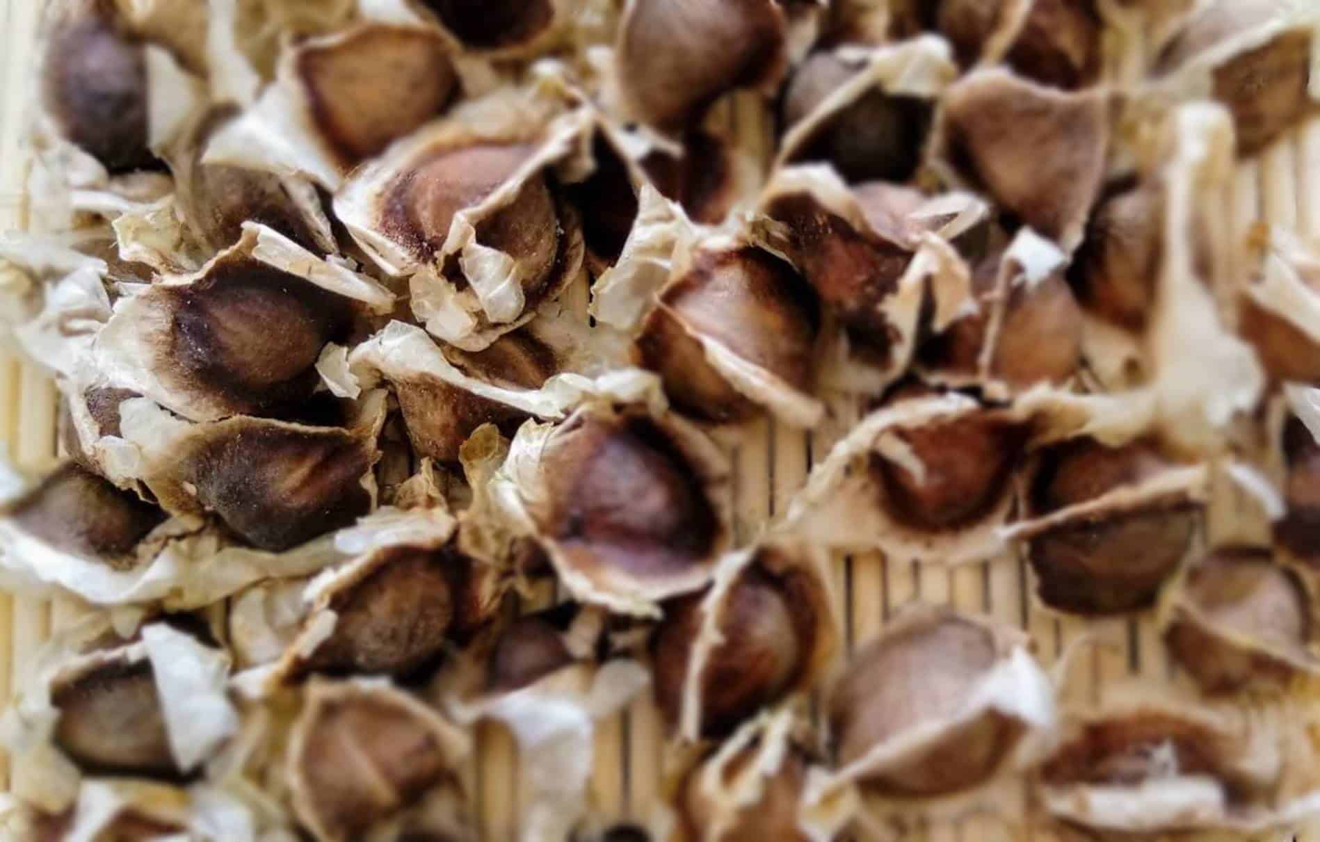 Veja os benefícios de consumir sementes de moringa com o estômago vazio: Isso pode salvar sua vida