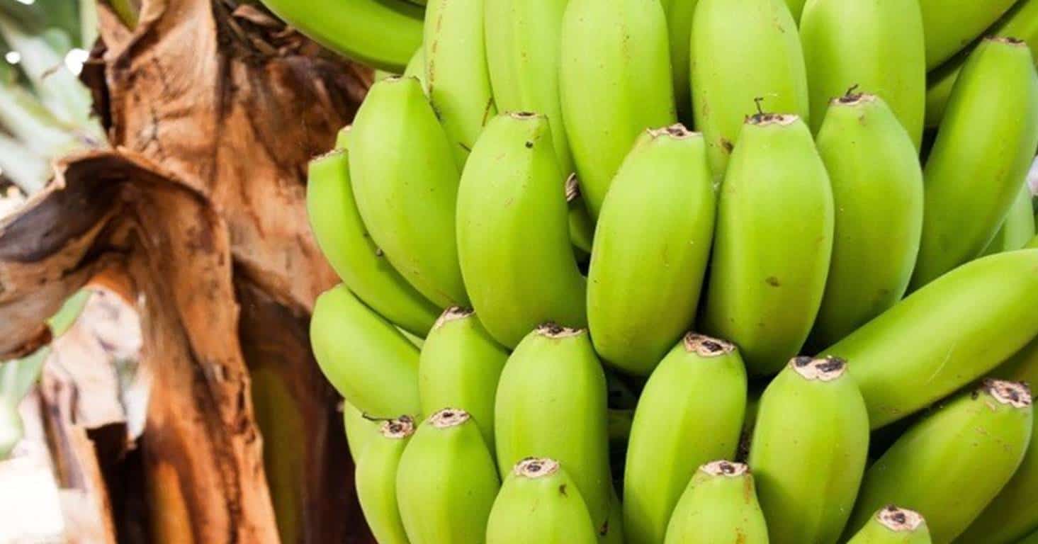 Aprenda a amadurecer bananas verdes em apenas algumas horas mantendo os nutrientes