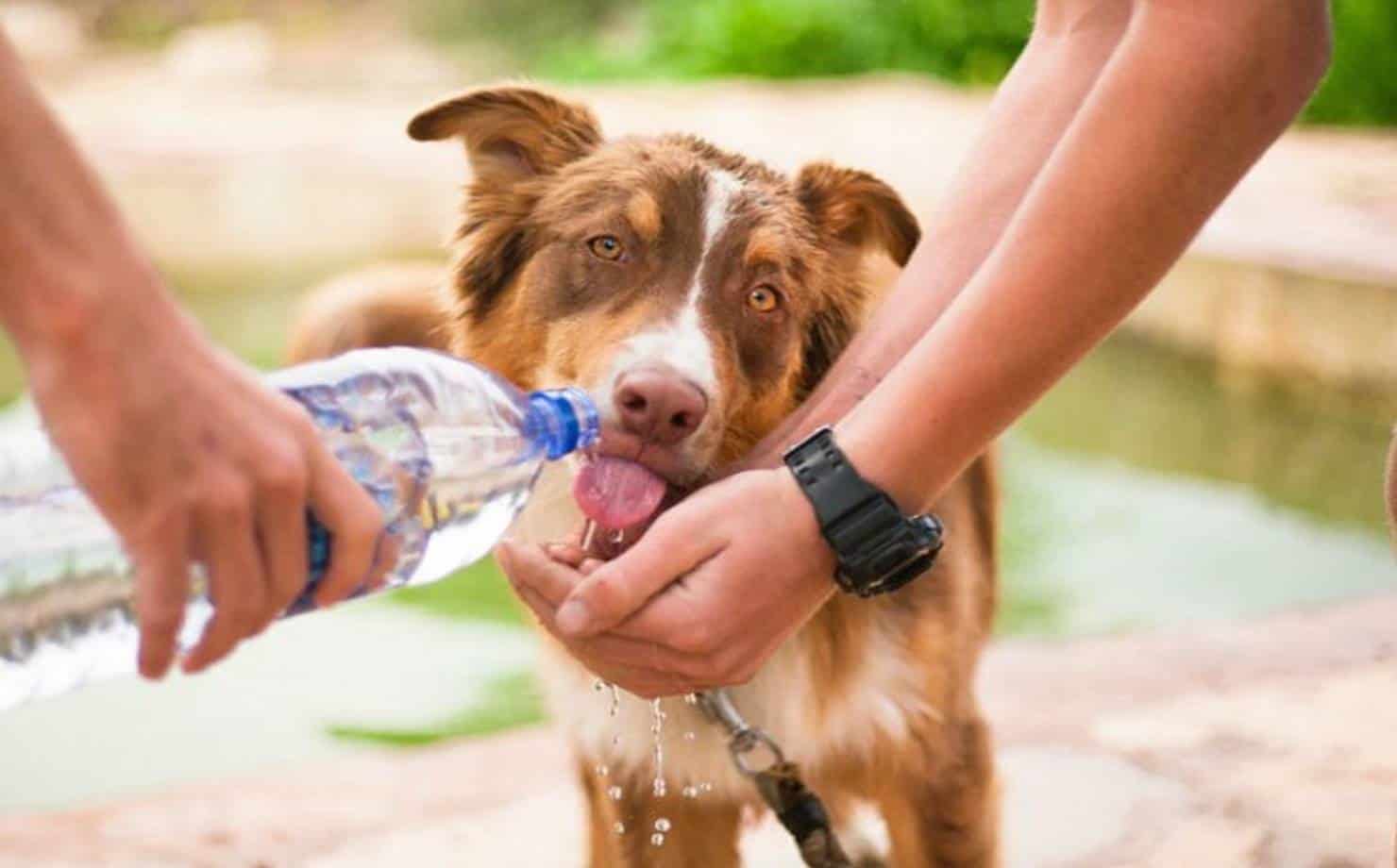 Conheça as bebidas naturais que seu cão pode consumir além da água
