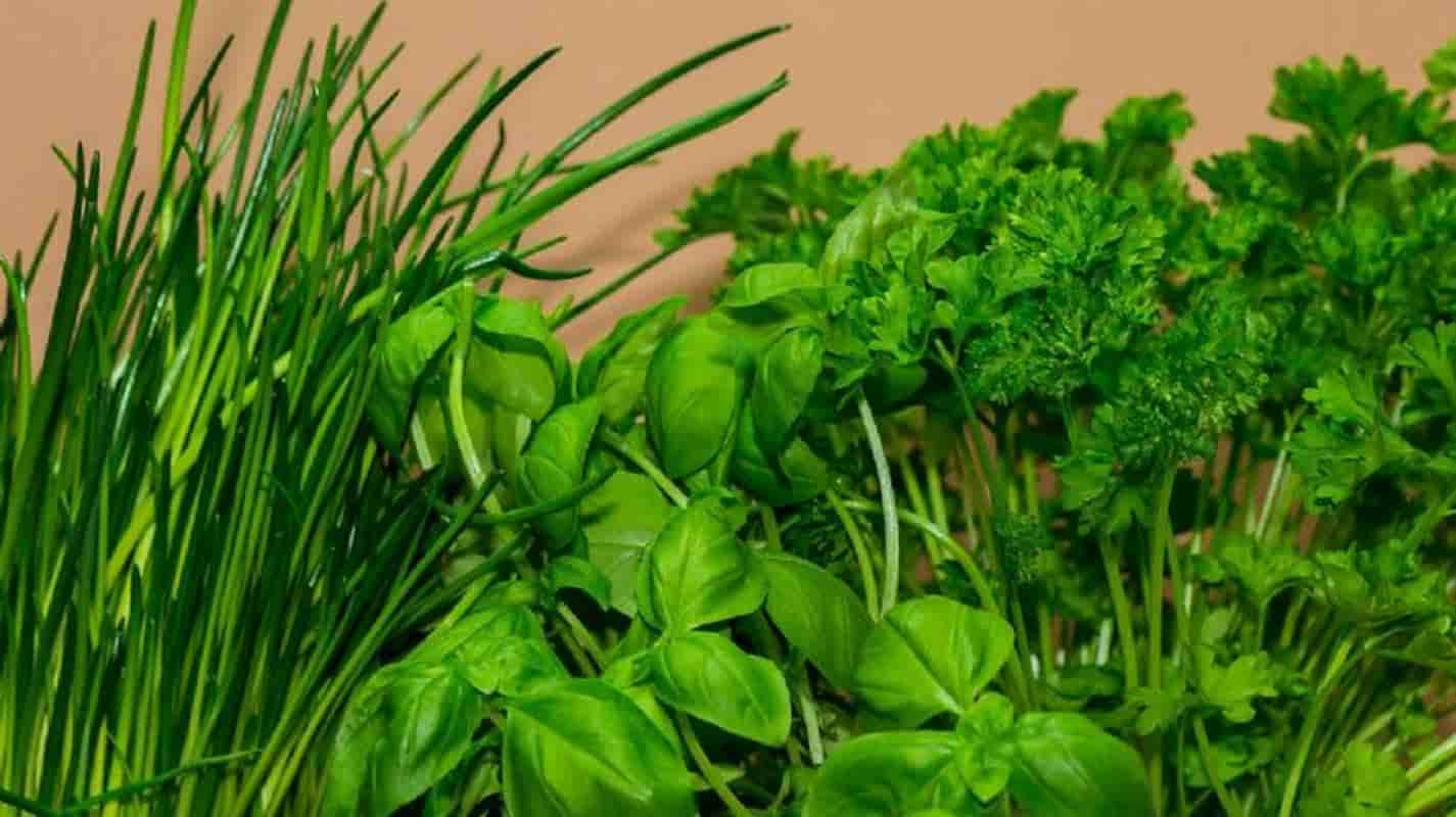 Descubra as ervas indispensáveis ​​em qualquer cozinha e seus usos