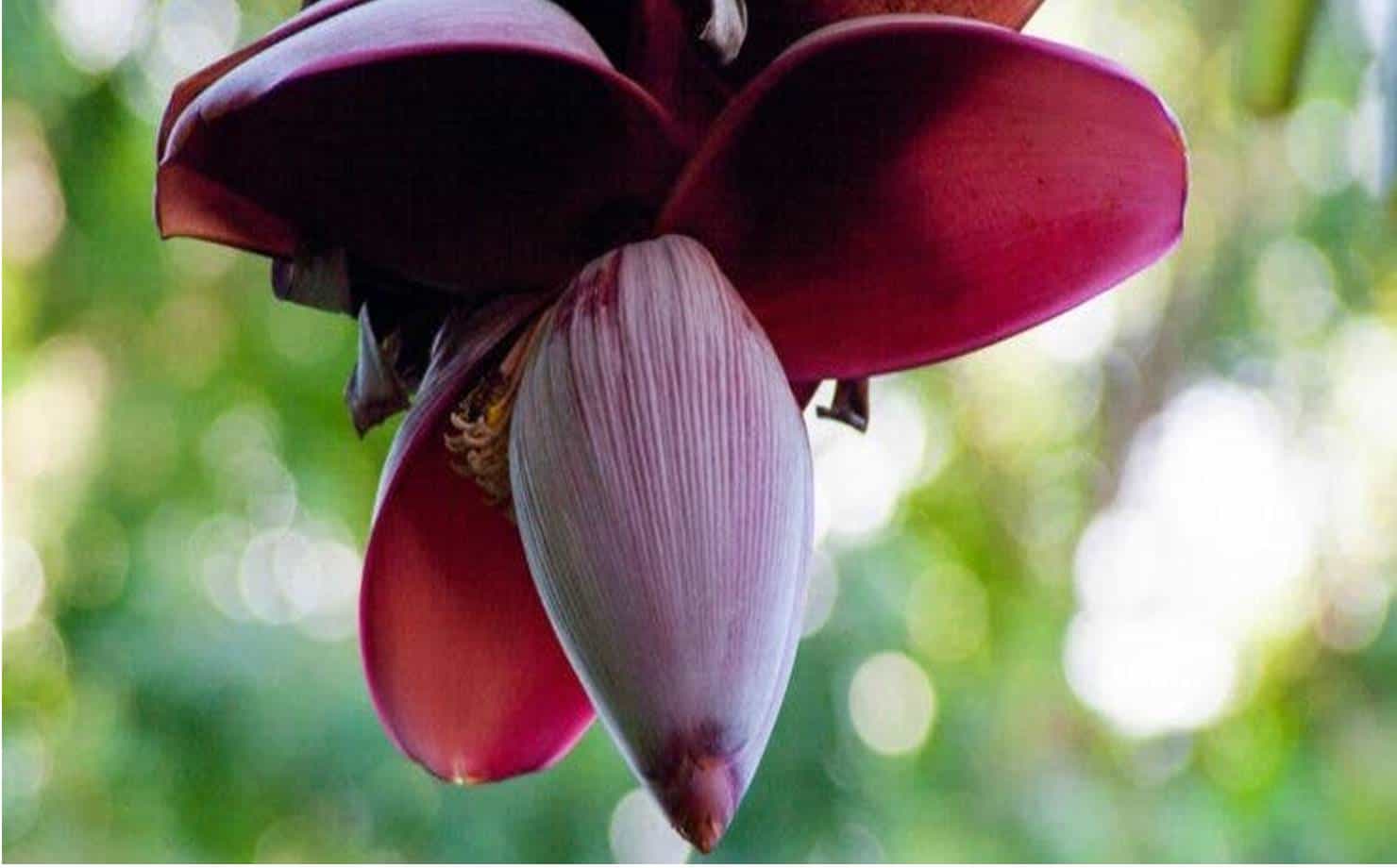 Descubra o que esta flor pouco conhecida pode fazer pela sua saúde e estética
