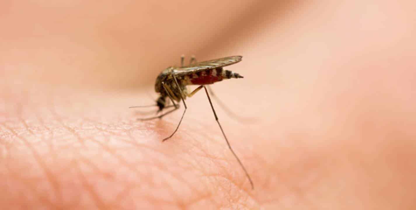 Remédios caseiros para manter sua casa livre de mosquitos