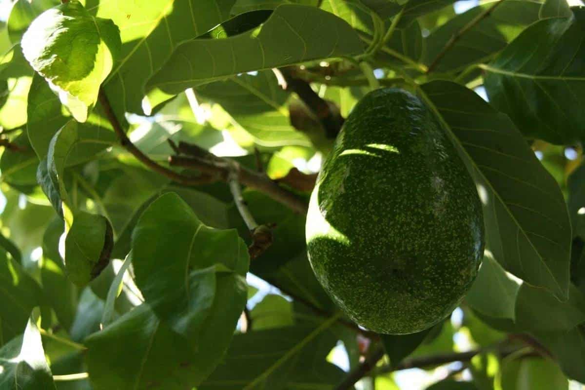 Chá de folhas de abacate: descubra os benefícios que proporciona ao seu corpo
